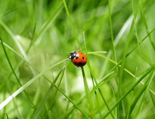 Ação do MPMG requer a aplicação efetiva de cerca de R$ 200 milhões na implantação e manutenção de Unidades de Conservação