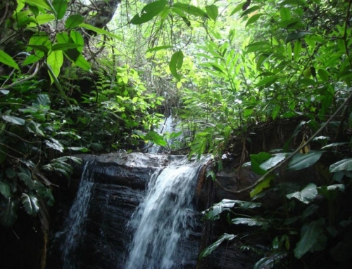 Estado e IEF têm oito meses para regularizar unidade de conservação em Açucena